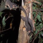 Миниатюра к