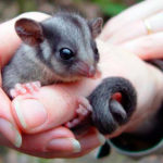 Миниатюра к