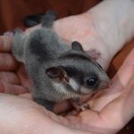 Миниатюра к