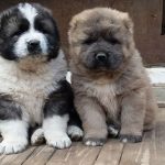 Миниатюра к 