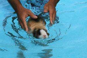 Плавают ли морские свинки