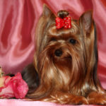 Миниатюра к 