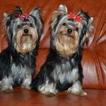 Миниатюра к 