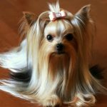 Миниатюра к 