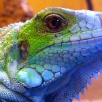 Миниатюра к