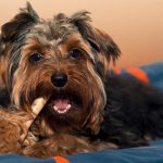 Миниатюра к 