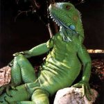 Миниатюра к