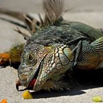 Миниатюра к