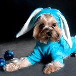 Миниатюра к 