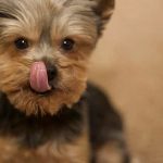 Миниатюра к 