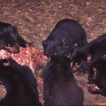 Миниатюра к