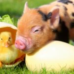 Миниатюра к 