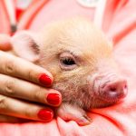 Миниатюра к 