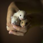 Миниатюра к