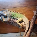 Миниатюра к