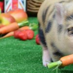 Миниатюра к 