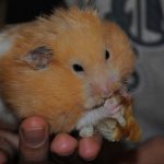 Миниатюра к