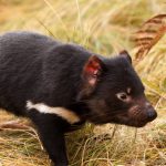 Миниатюра к