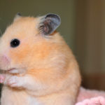 Миниатюра к