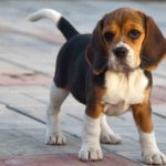 Миниатюра к