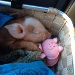 Миниатюра к 