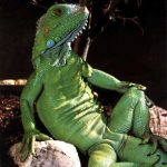 Миниатюра к