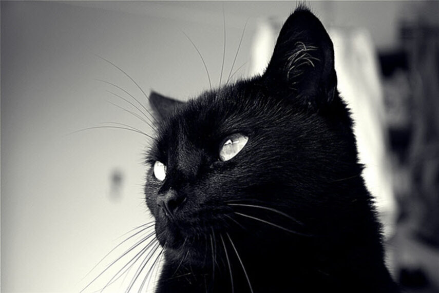 Черная кошка фото на аву