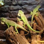 Миниатюра к