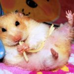 Миниатюра к