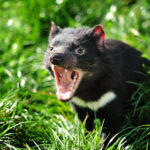 Миниатюра к