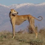 Миниатюра к