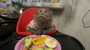 Чем кормить домашнюю обезьяну