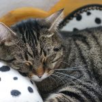 Миниатюра к