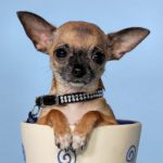 Миниатюра к