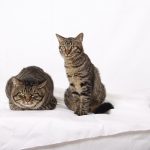 Миниатюра к