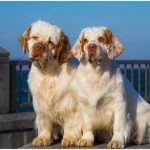 Миниатюра к