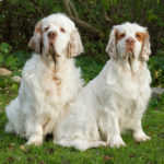 Миниатюра к