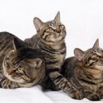 Миниатюра к