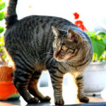 Миниатюра к