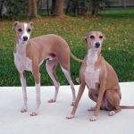 Миниатюра к 