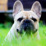 Миниатюра к