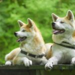 Миниатюра к