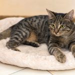 Миниатюра к