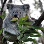 Миниатюра к