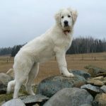 Миниатюра к 