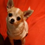 Миниатюра к 