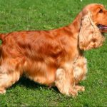 Миниатюра к 