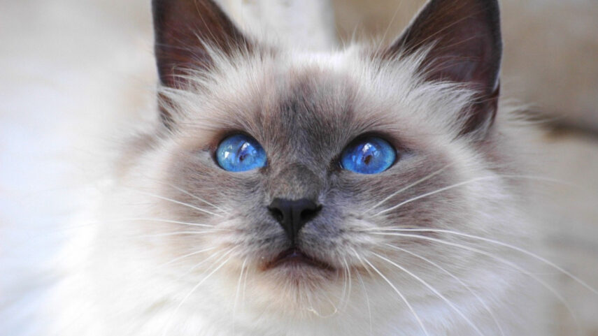 Gato british ojos azules