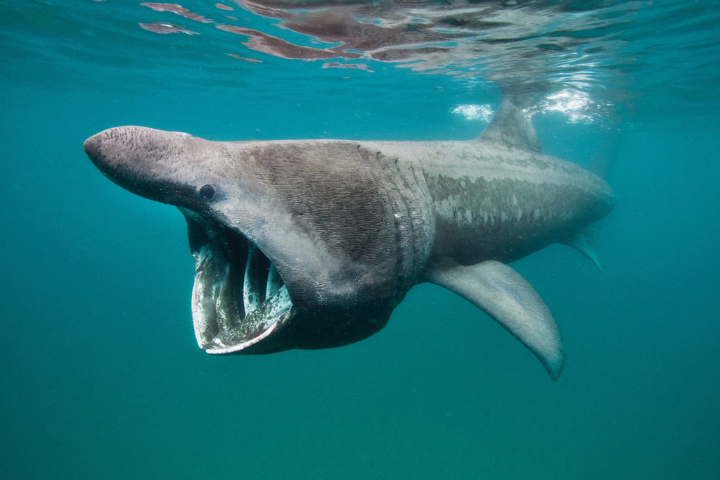 Гигантская исполинская акула. Гигантская акула (basking Shark). Cetorhinus Maximus акула. Гигантская акула Баренцево море.