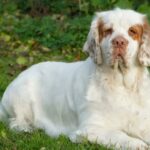 Миниатюра к